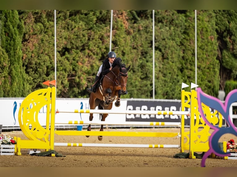 Irish Sport Horse Wallach 9 Jahre 169 cm Brauner in Auw