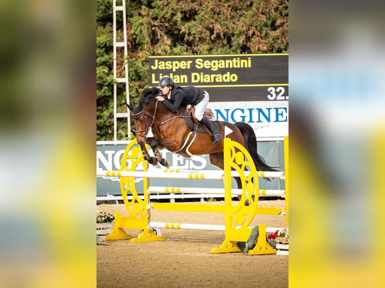 Irish Sport Horse Wallach 9 Jahre 169 cm Brauner in Auw
