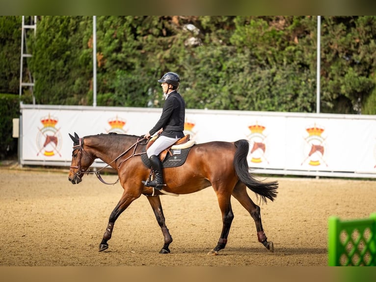 Irish Sport Horse Wallach 9 Jahre 169 cm Brauner in Auw