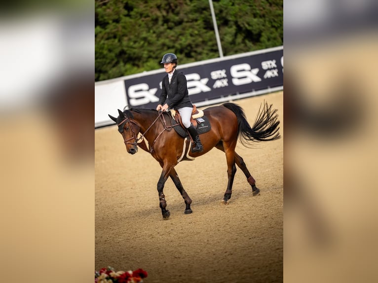 Irish Sport Horse Wallach 9 Jahre 169 cm Brauner in Auw