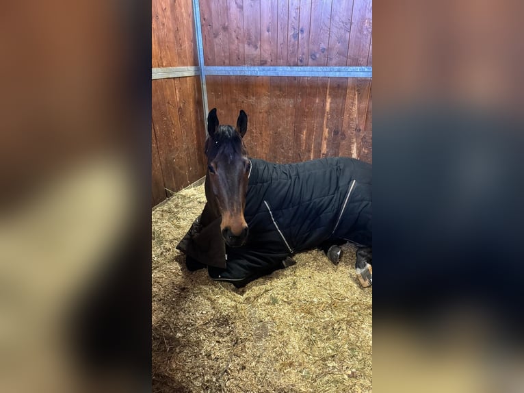 Irish Sport Horse Wallach 9 Jahre 169 cm Brauner in Auw