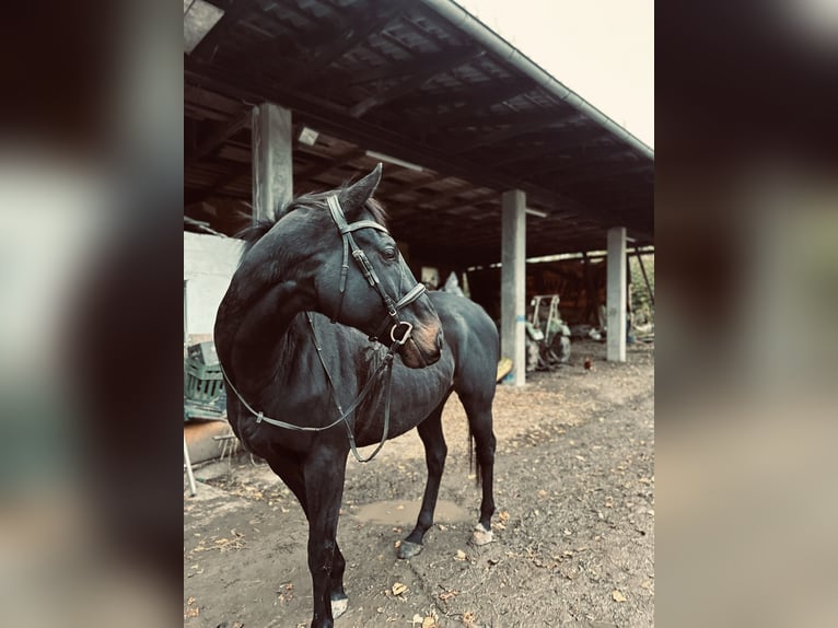 Irish Sport Horse Wallach 9 Jahre 170 cm Brauner in Witzenhausen