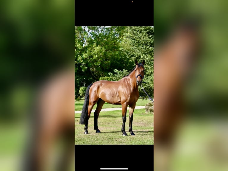 Irish Sport Horse Wallach 9 Jahre 170 cm Brauner in GROTE-BROGEL