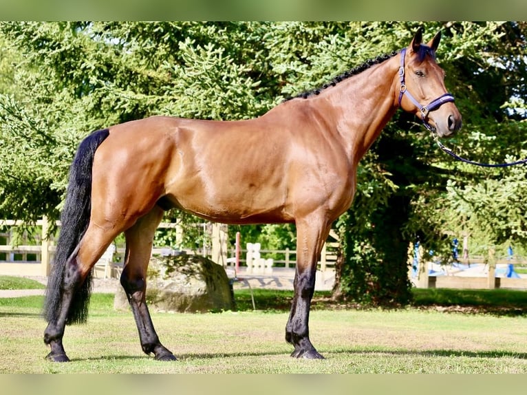 Irish Sport Horse Wallach 9 Jahre 170 cm Brauner in GROTE-BROGEL