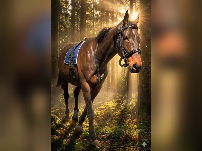 Irish Sport Horse Wallach 9 Jahre 170 cm Dunkelbrauner in Paderborn