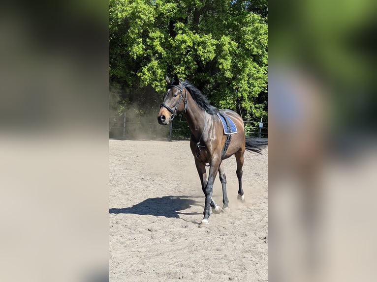 Irish Sport Horse Wallach 9 Jahre 170 cm Dunkelbrauner in Paderborn