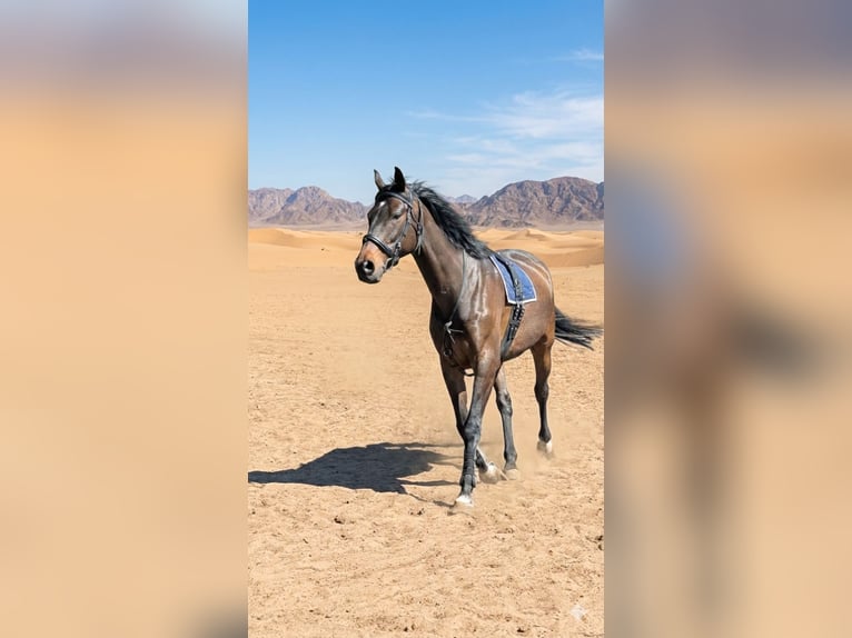 Irish Sport Horse Wallach 9 Jahre 170 cm Dunkelbrauner in Paderborn