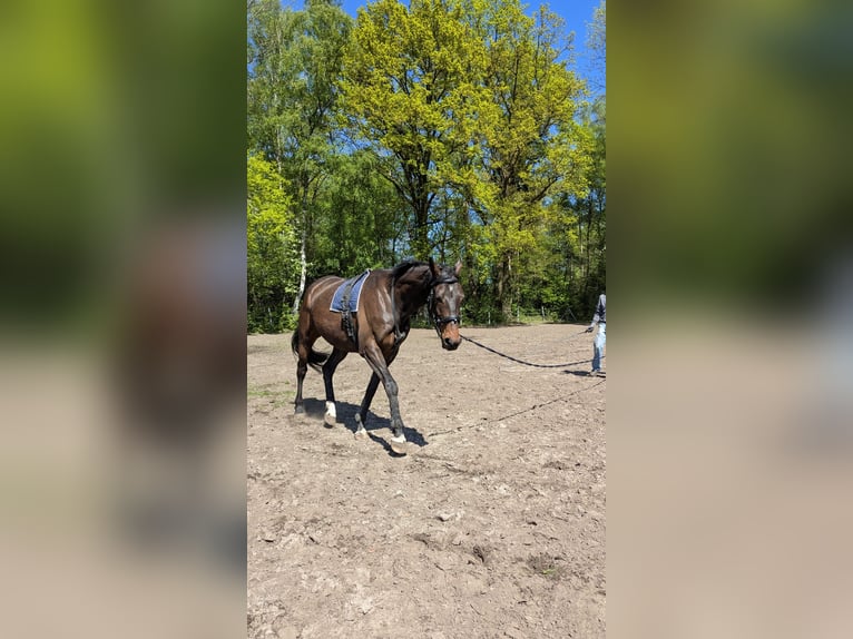 Irish Sport Horse Wallach 9 Jahre 170 cm Dunkelbrauner in Paderborn