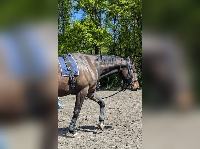 Irish Sport Horse Wallach 9 Jahre 170 cm Dunkelbrauner in Paderborn