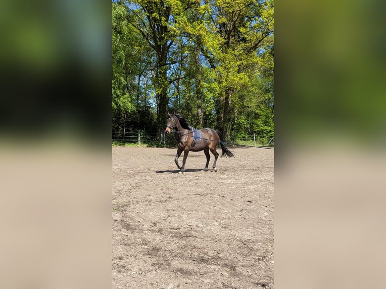 Irish Sport Horse Wallach 9 Jahre 170 cm Dunkelbrauner in Paderborn