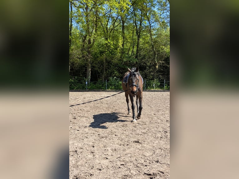 Irish Sport Horse Wallach 9 Jahre 170 cm Dunkelbrauner in Paderborn