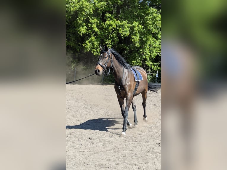 Irish Sport Horse Wallach 9 Jahre 170 cm Dunkelbrauner in Paderborn