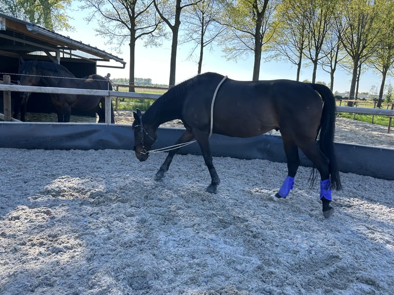 Irish Sport Horse Wallach 9 Jahre 170 cm Dunkelbrauner in Moergestel