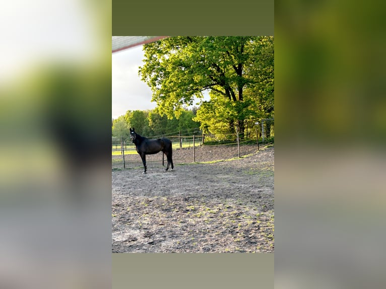 Irish Sport Horse Wallach 9 Jahre 170 cm Dunkelbrauner in Moergestel