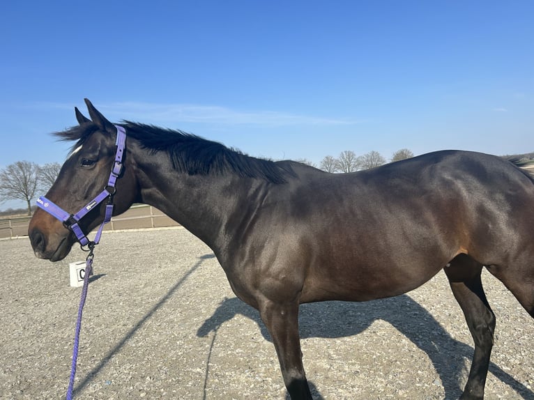 Irish Sport Horse Wallach 9 Jahre 170 cm Dunkelbrauner in Moergestel