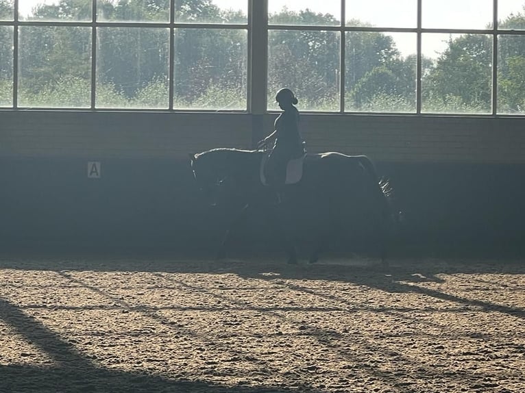 Irish Sport Horse Wallach 9 Jahre 170 cm Dunkelbrauner in Moergestel
