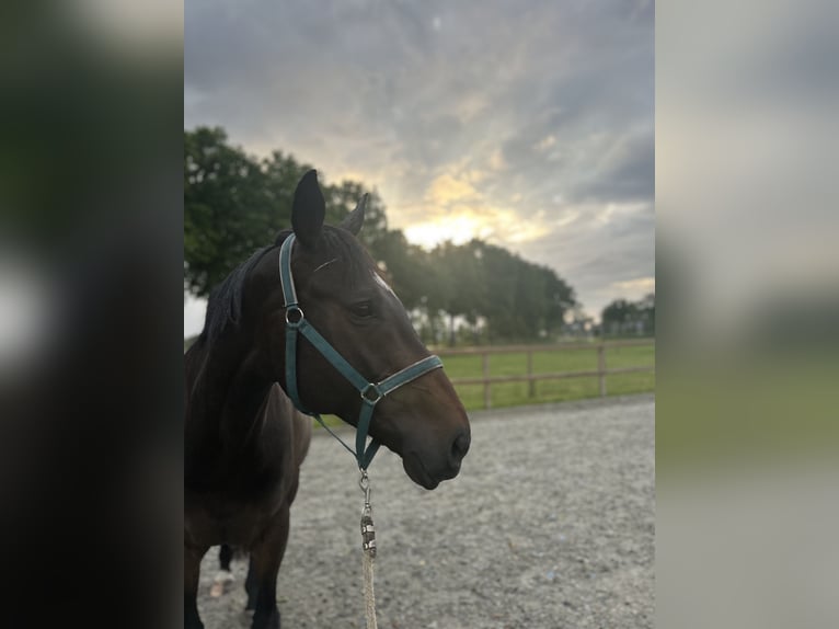 Irish Sport Horse Wallach 9 Jahre 170 cm Dunkelbrauner in Moergestel
