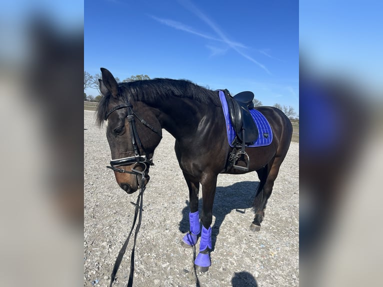 Irish Sport Horse Wallach 9 Jahre 170 cm Dunkelbrauner in Moergestel