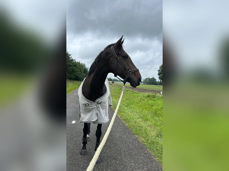 Irish Sport Horse Wallach 9 Jahre 170 cm Dunkelbrauner in Moergestel