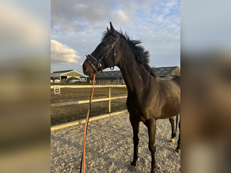 Irish Sport Horse Wallach 9 Jahre 170 cm Dunkelbrauner in Moergestel