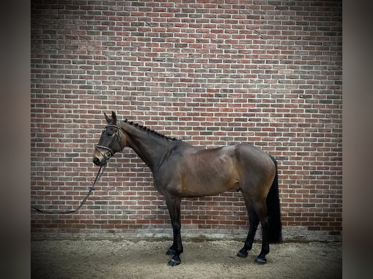 Irish Sport Horse Wallach 9 Jahre 170 cm Dunkelbrauner in Grote-Brogel