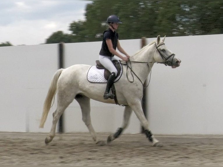 Irish Sport Horse Wallach 9 Jahre 170 cm Schimmel in Waddinxveen