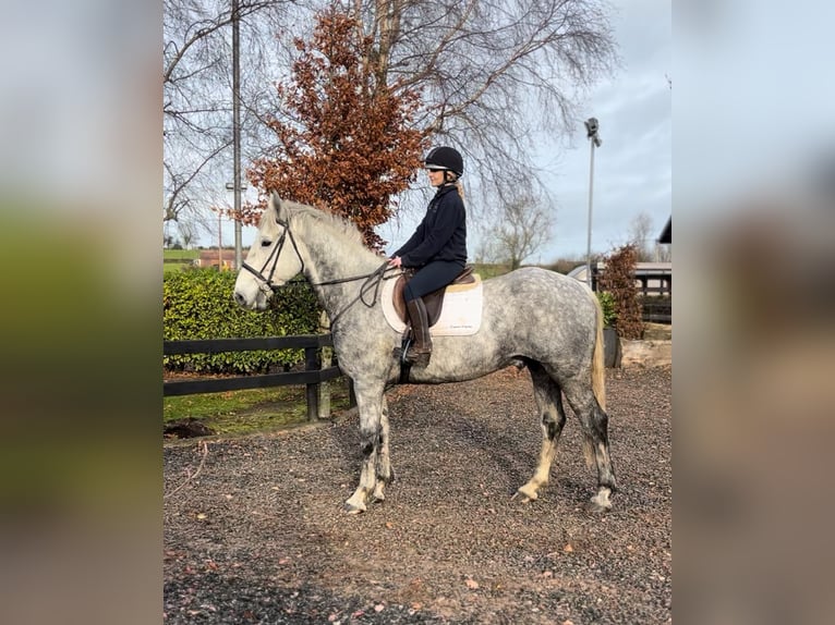 Irish Sport Horse Wallach 9 Jahre 170 cm Schimmel in Down