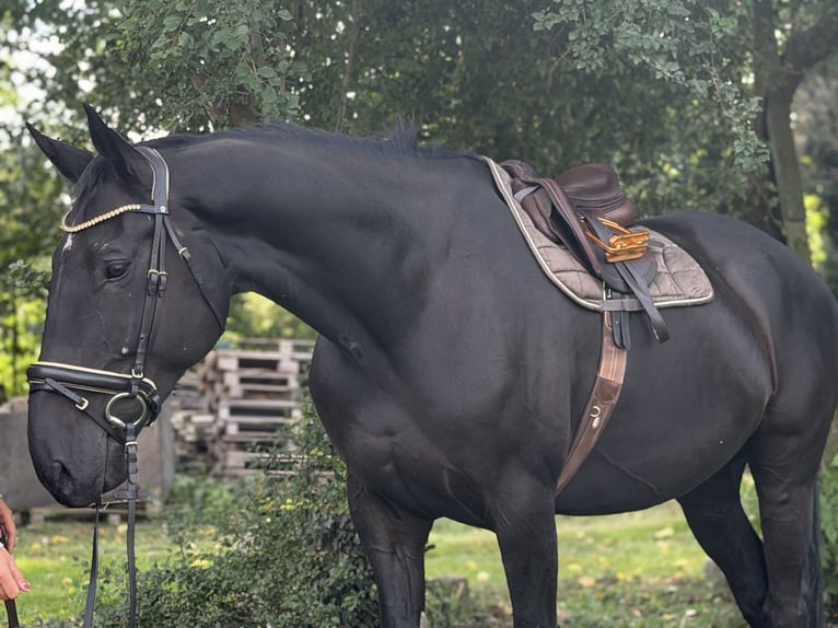 Irish Sport Horse Wallach 9 Jahre 173 cm Rappe in Trebbin