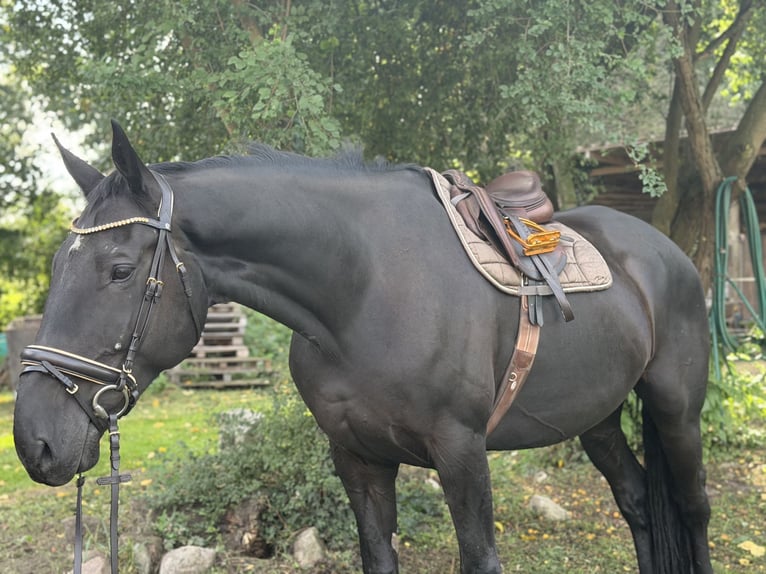 Irish Sport Horse Wallach 9 Jahre 173 cm Rappe in Trebbin