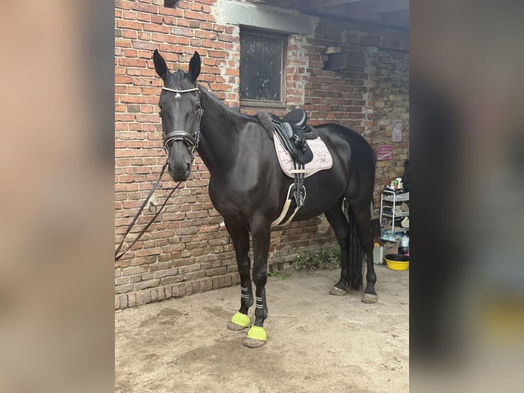Irish Sport Horse Wallach 9 Jahre 173 cm Rappe in Trebbin