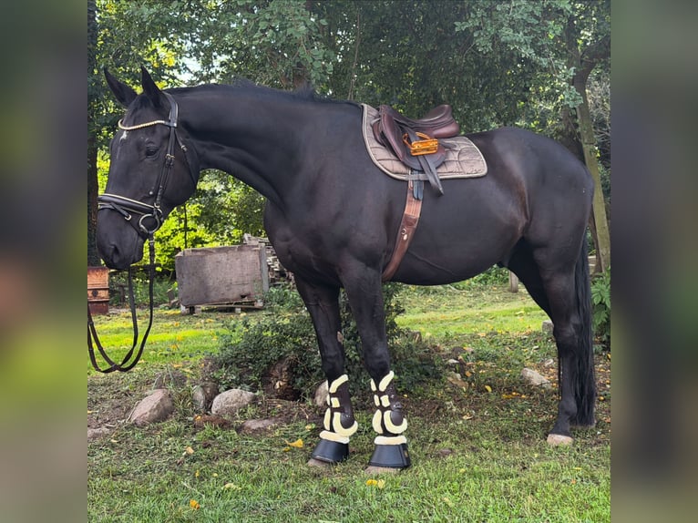Irish Sport Horse Wallach 9 Jahre 173 cm Rappe in Trebbin