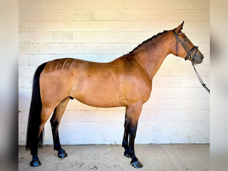 Irish Sport Horse Wallach 9 Jahre 173 cm Rotbrauner in grantham