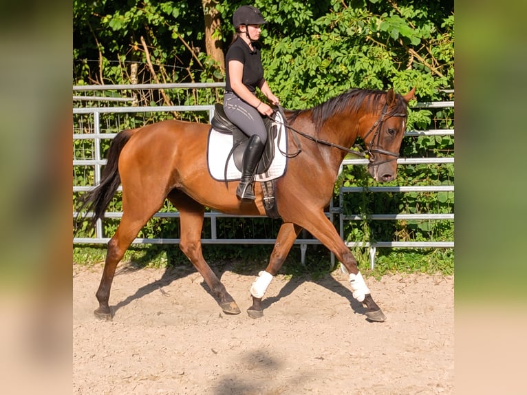 Irish Sport Horse Wallach 9 Jahre 174 cm Brauner in Blomberg