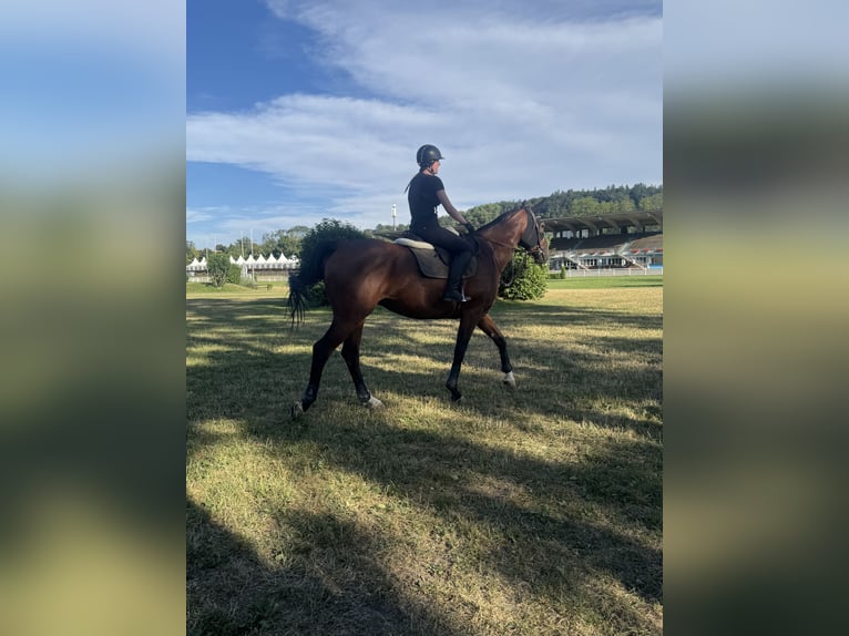 Irish Sport Horse Wallach 9 Jahre 175 cm Brauner in Scherz