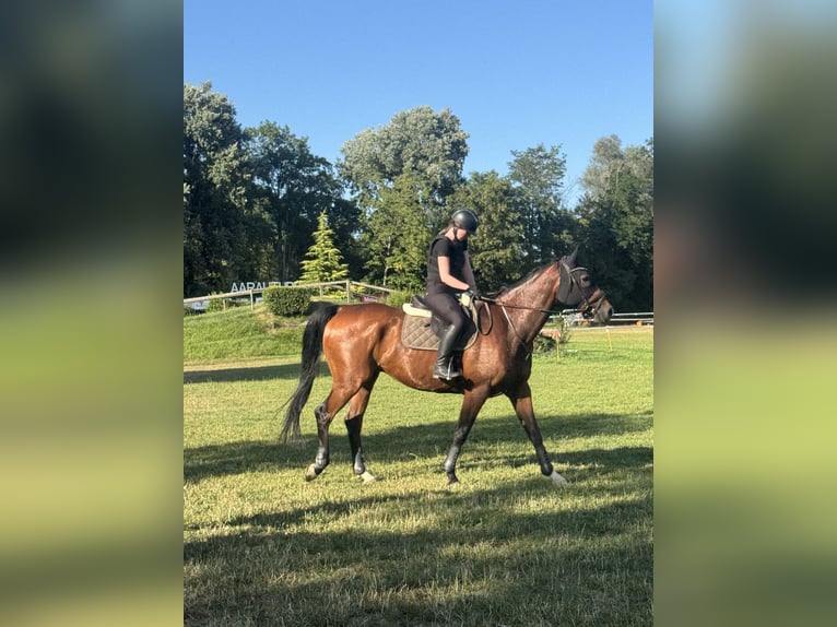 Irish Sport Horse Wallach 9 Jahre 175 cm Brauner in Scherz