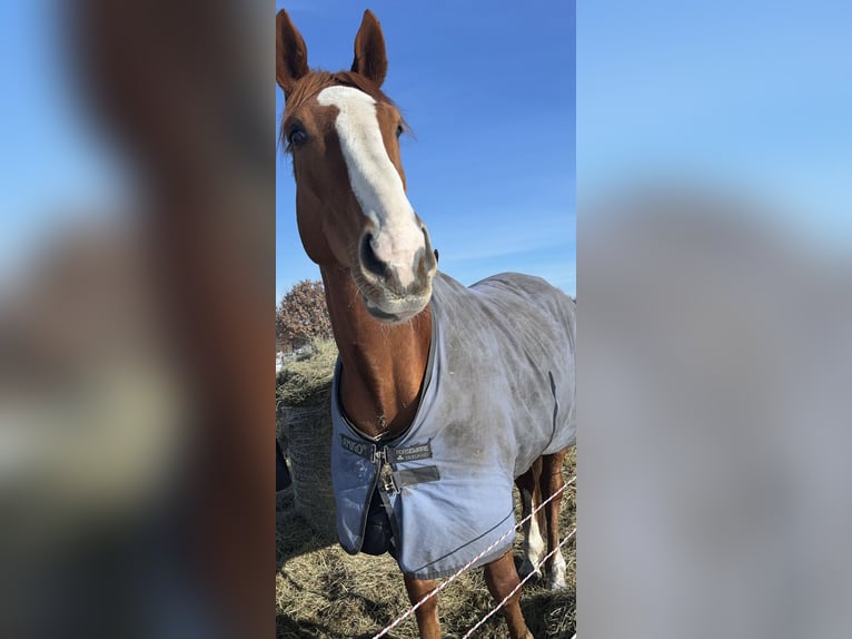 Irish Sport Horse Wallach 9 Jahre 175 cm Fuchs in Neu Wulmstorf