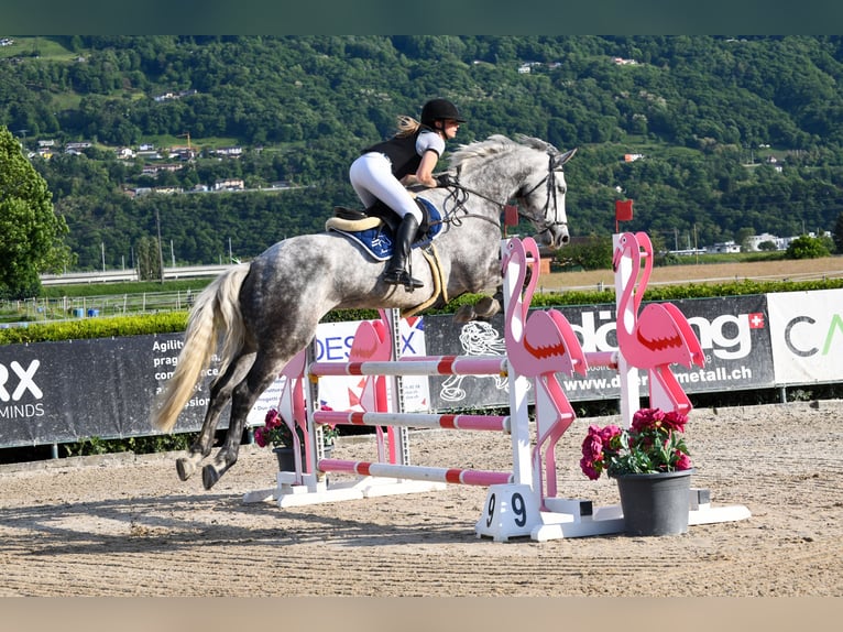 Irish Sport Horse Wallach 9 Jahre 178 cm Schimmel in Weite