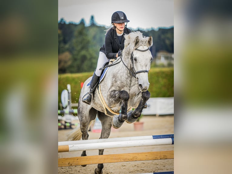 Irish Sport Horse Wallach 9 Jahre 178 cm Schimmel in Weite