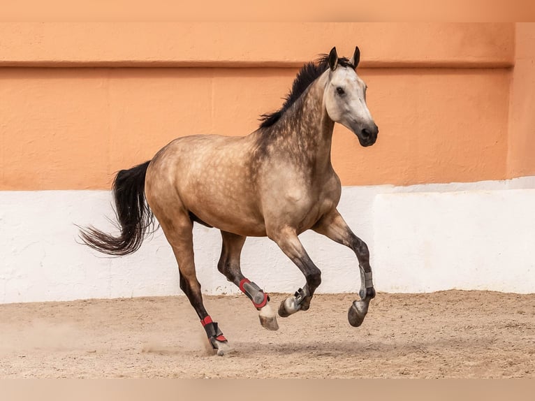 Irish Sport Horse Wallach 9 Jahre 180 cm Falbe in Manacor