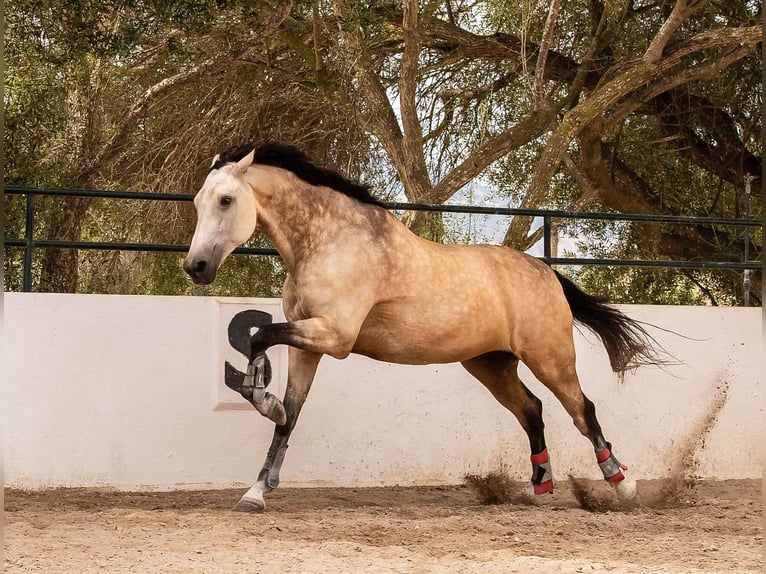 Irish Sport Horse Wallach 9 Jahre 180 cm Falbe in Manacor