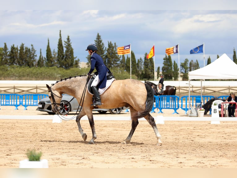 Irish Sport Horse Wallach 9 Jahre 180 cm Falbe in Manacor