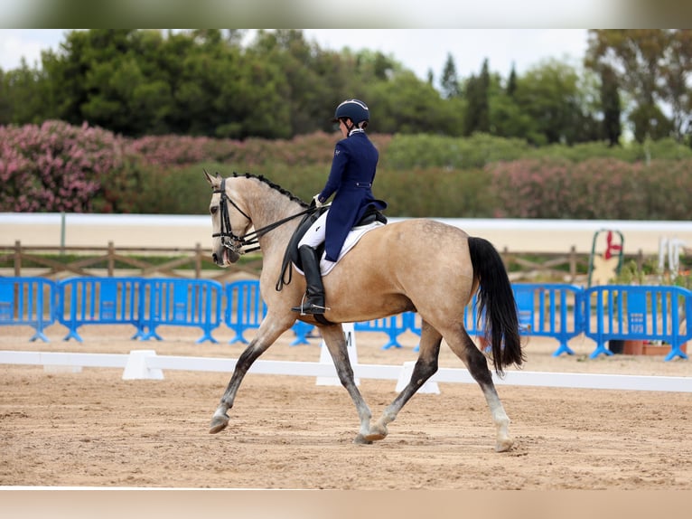 Irish Sport Horse Wallach 9 Jahre 180 cm Falbe in Manacor