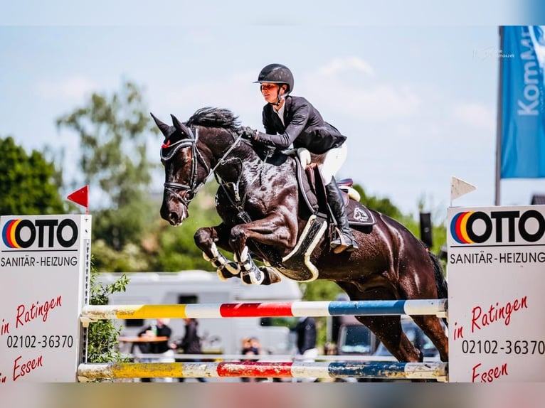 Irish Sport Horse Wallach 9 Jahre Rappe in Wächtersbach