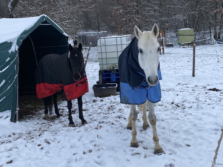 Irish Thoroughbred Gelding 10 years 15,2 hh Black in Steißlingen