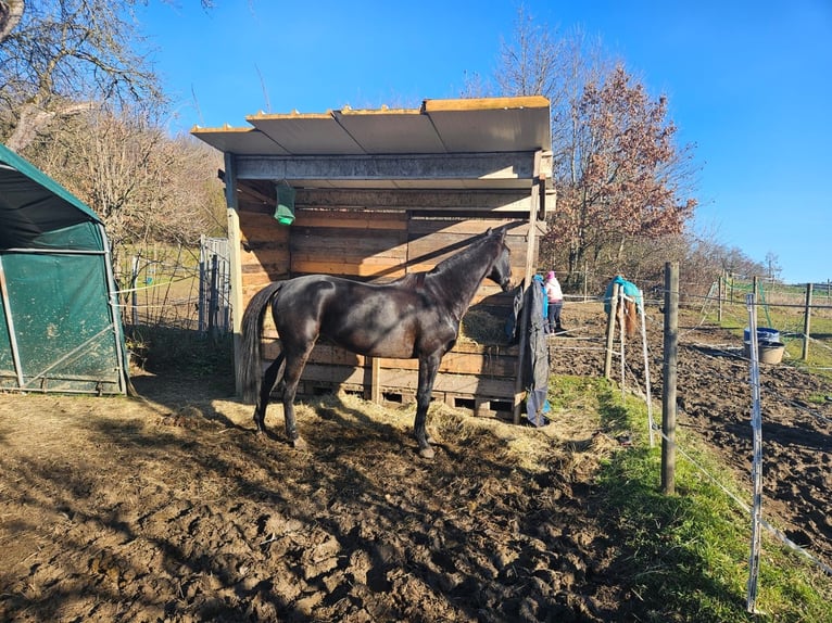 Irish Thoroughbred Gelding 10 years 15,2 hh Black in Steißlingen