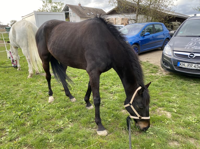 Irish Thoroughbred Gelding 10 years 15,2 hh Black in Steißlingen