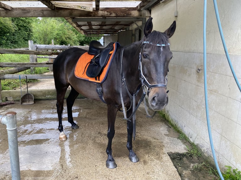 Irish Thoroughbred Gelding 10 years 15,2 hh Black in Steißlingen