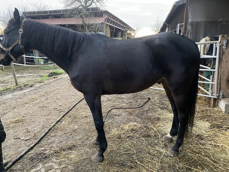 Irish Thoroughbred Gelding 10 years 15,2 hh Black in Steißlingen