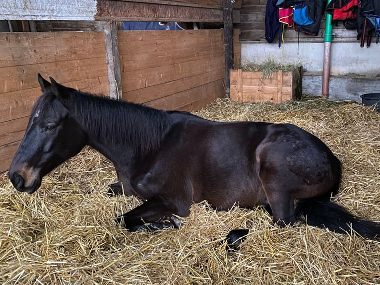 Irish Thoroughbred Gelding 10 years 15,2 hh Black in Steißlingen