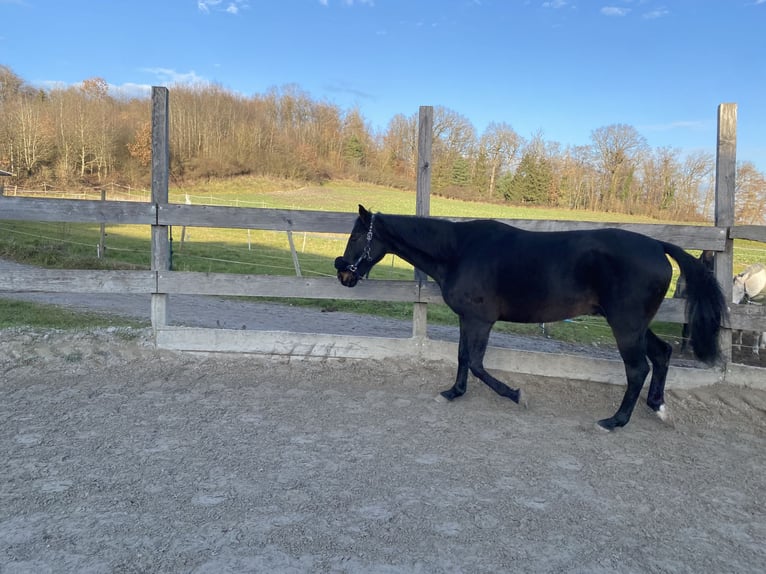 Irish Thoroughbred Gelding 10 years 15,2 hh Black in Steißlingen